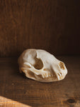4-4.75" Raccoon Skull, SB1275