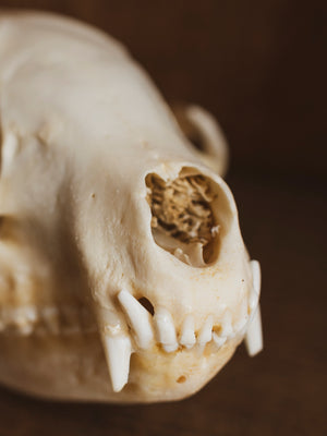 4-4.75" Raccoon Skull, SB1275