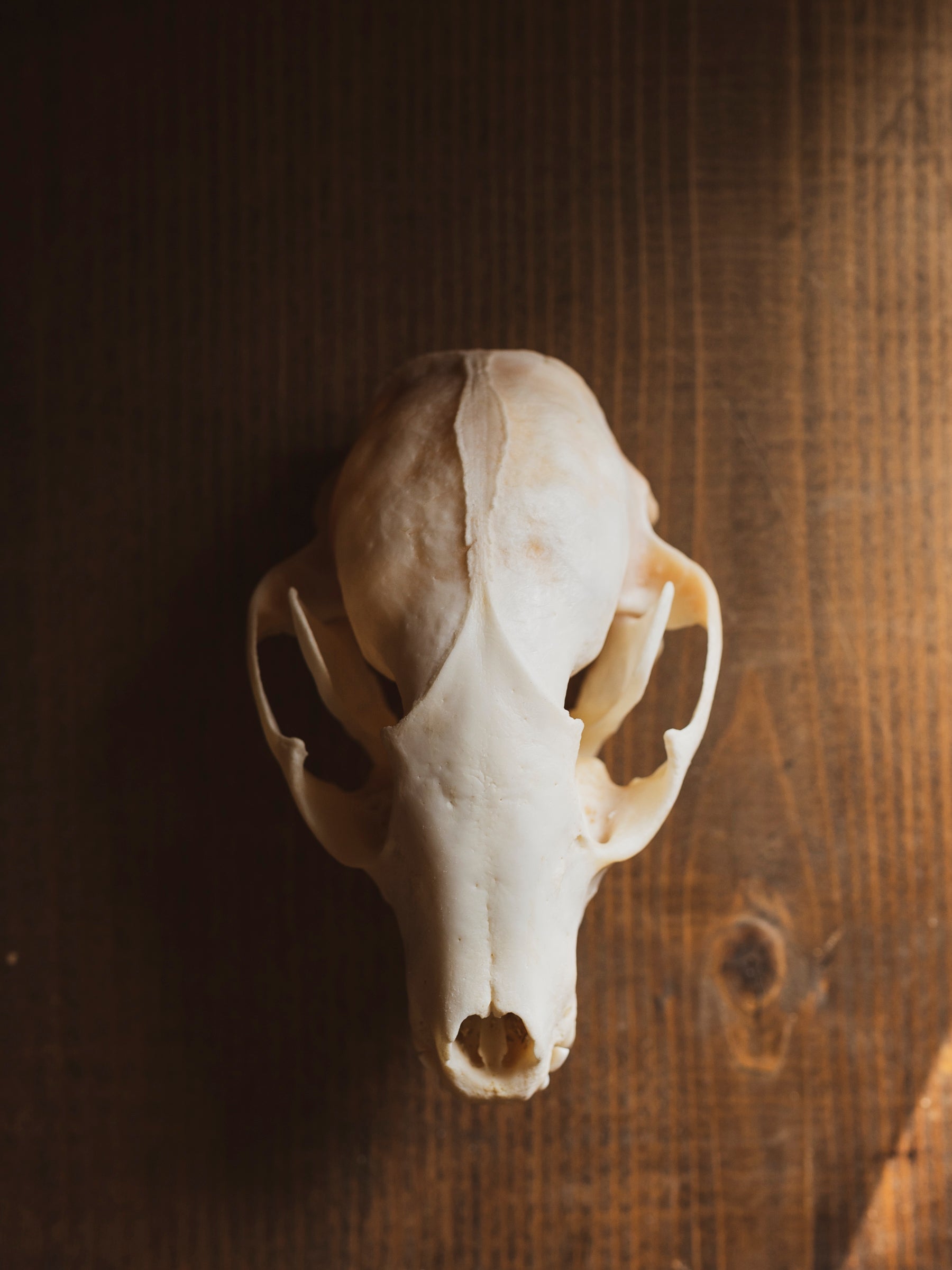 4-4.75" Raccoon Skull, SB1275