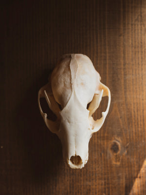 4-4.75" Raccoon Skull, SB1275