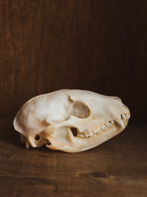 4-4.75" Raccoon Skull, SB1275