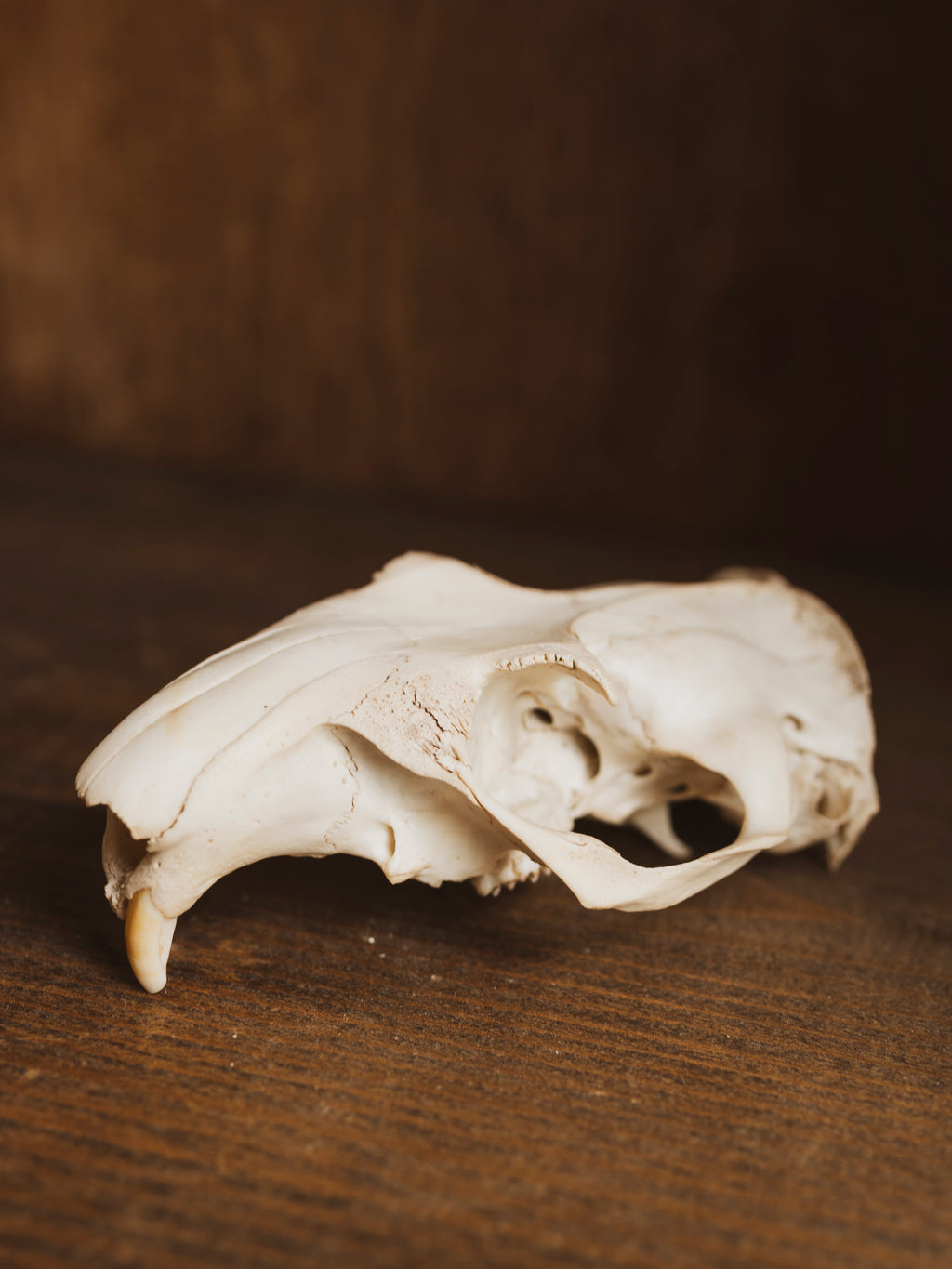 Groundhog Skull, SB645