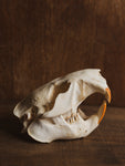 5.25-6" Beaver Skull, SB255