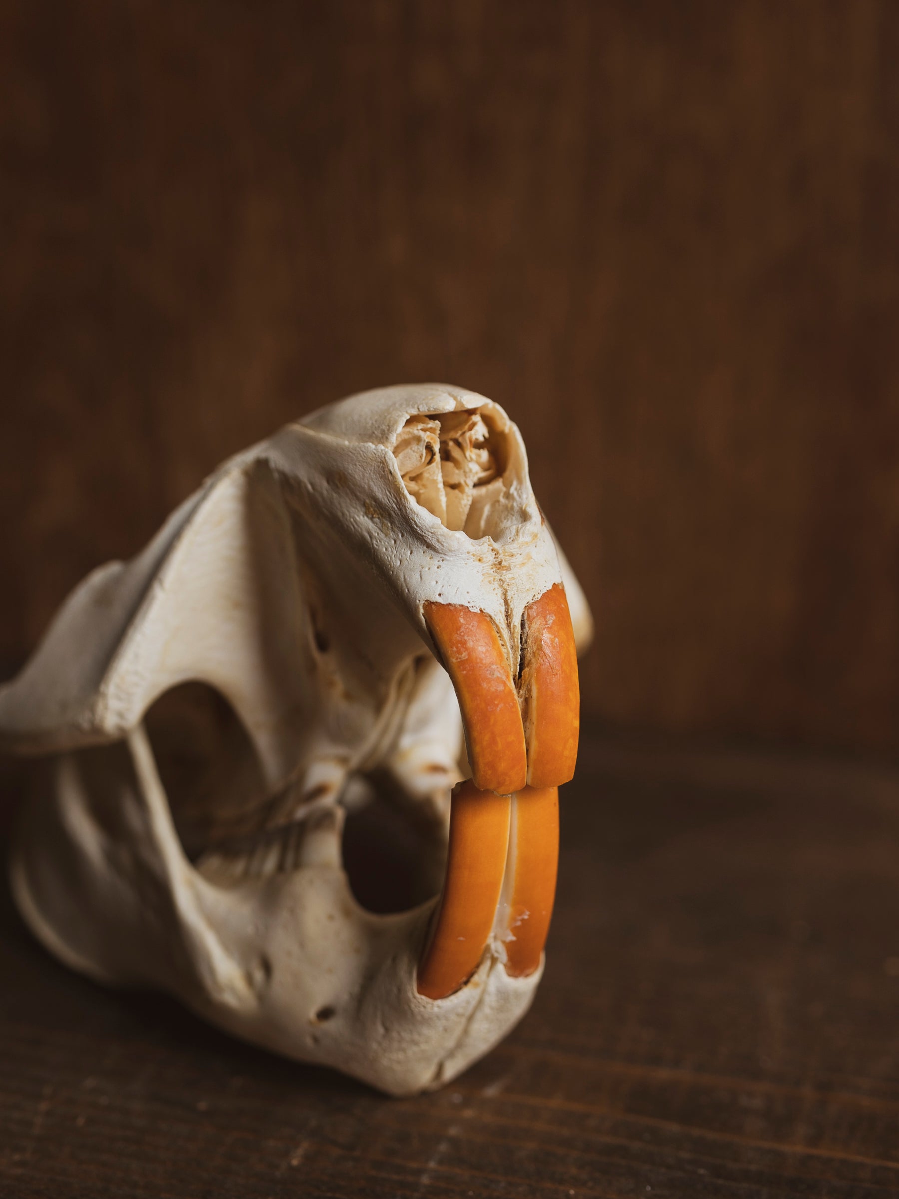 5.25-6" Beaver Skull, SB255