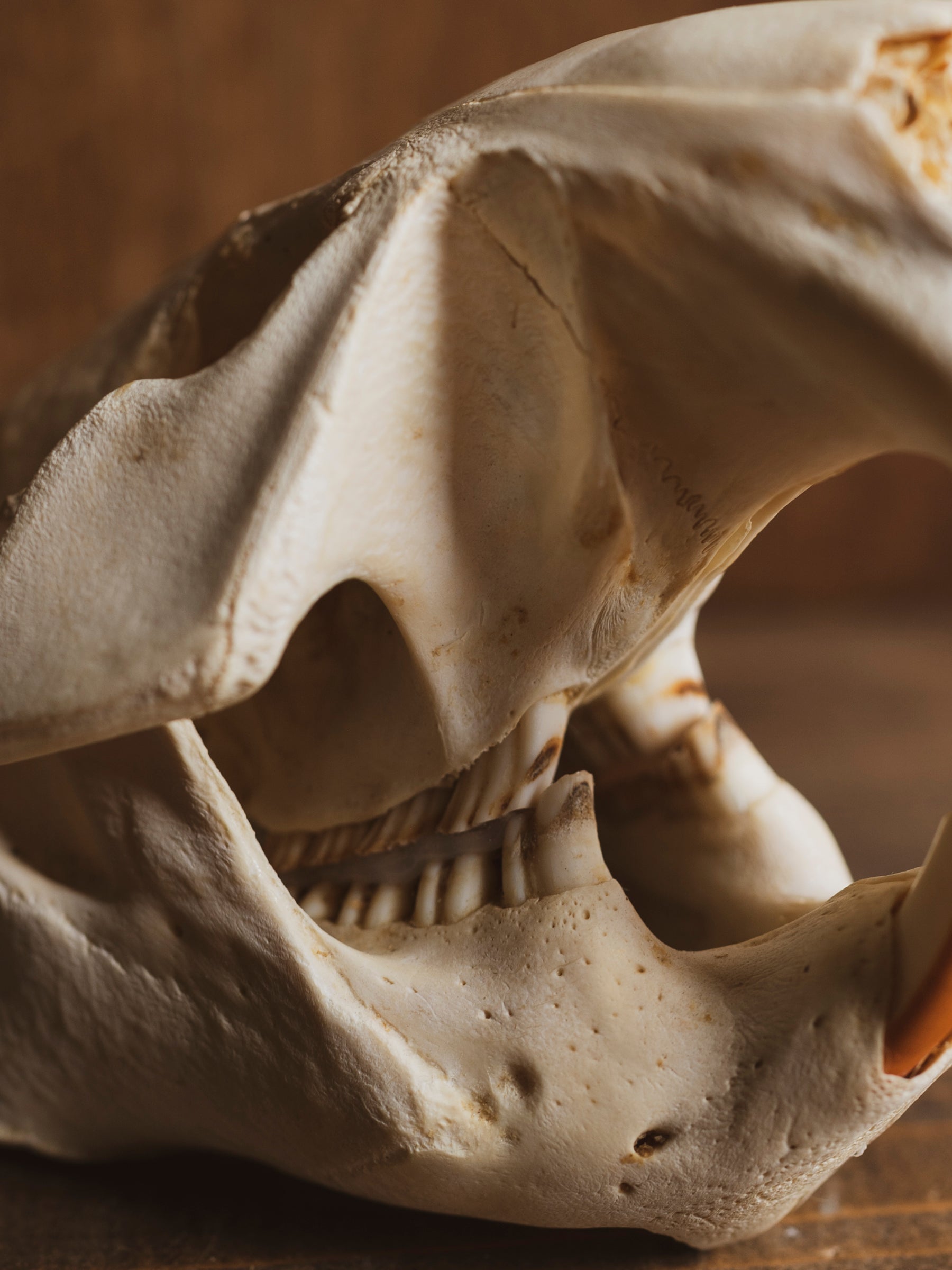 5.25-6" Beaver Skull, SB255