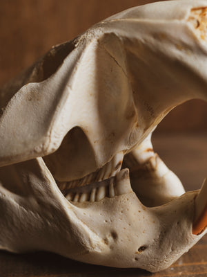 5.25-6" Beaver Skull, SB255