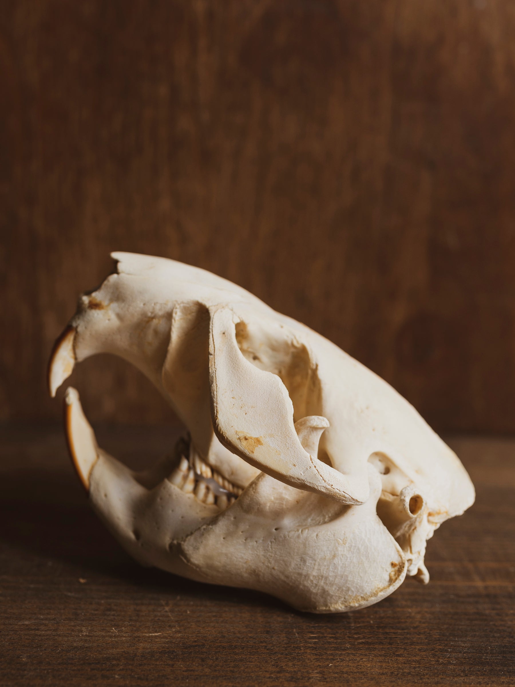 5.25-6" Beaver Skull, SB255