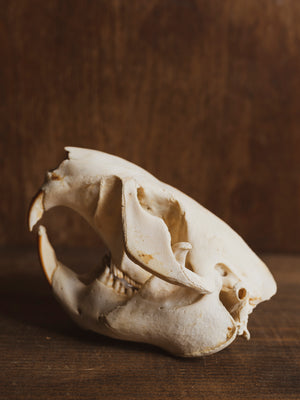 5.25-6" Beaver Skull, SB255