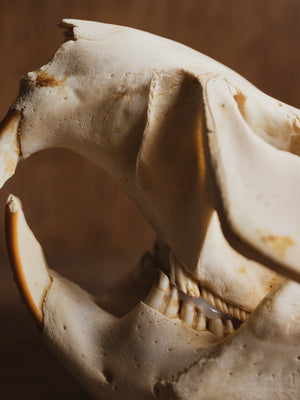 5.25-6" Beaver Skull, SB255