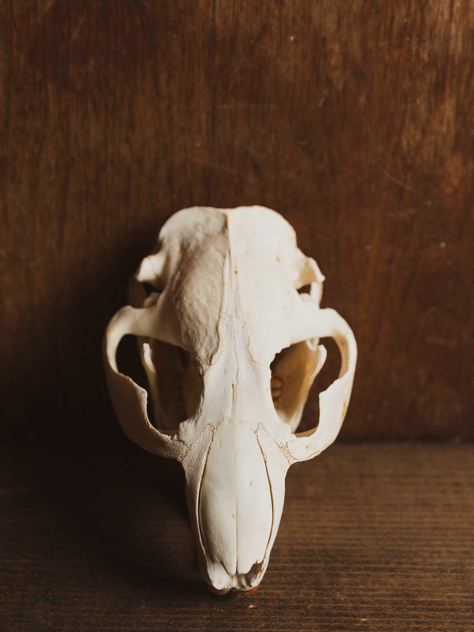 5.25-6" Beaver Skull, SB255