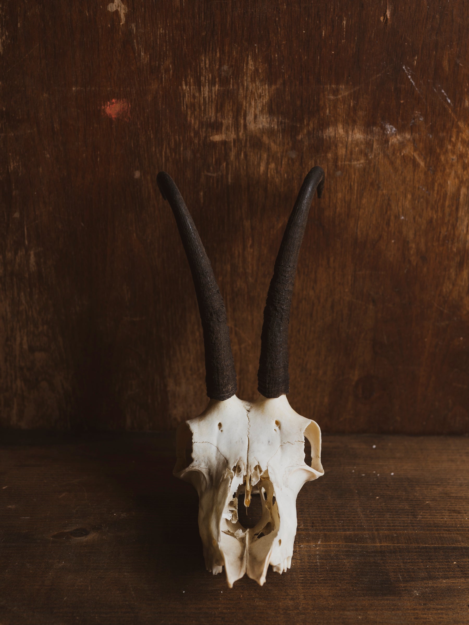 Alpine Chamois Skull, SB641
