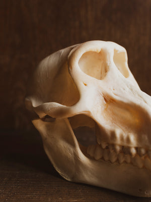 Female Baboon Skull, SB530