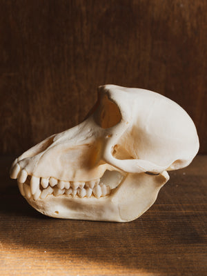 Female Baboon Skull, SB530