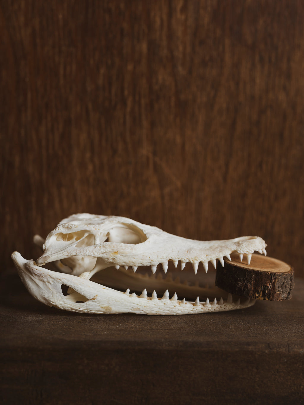 Australian Freshwater Crocodile Skull, SB373