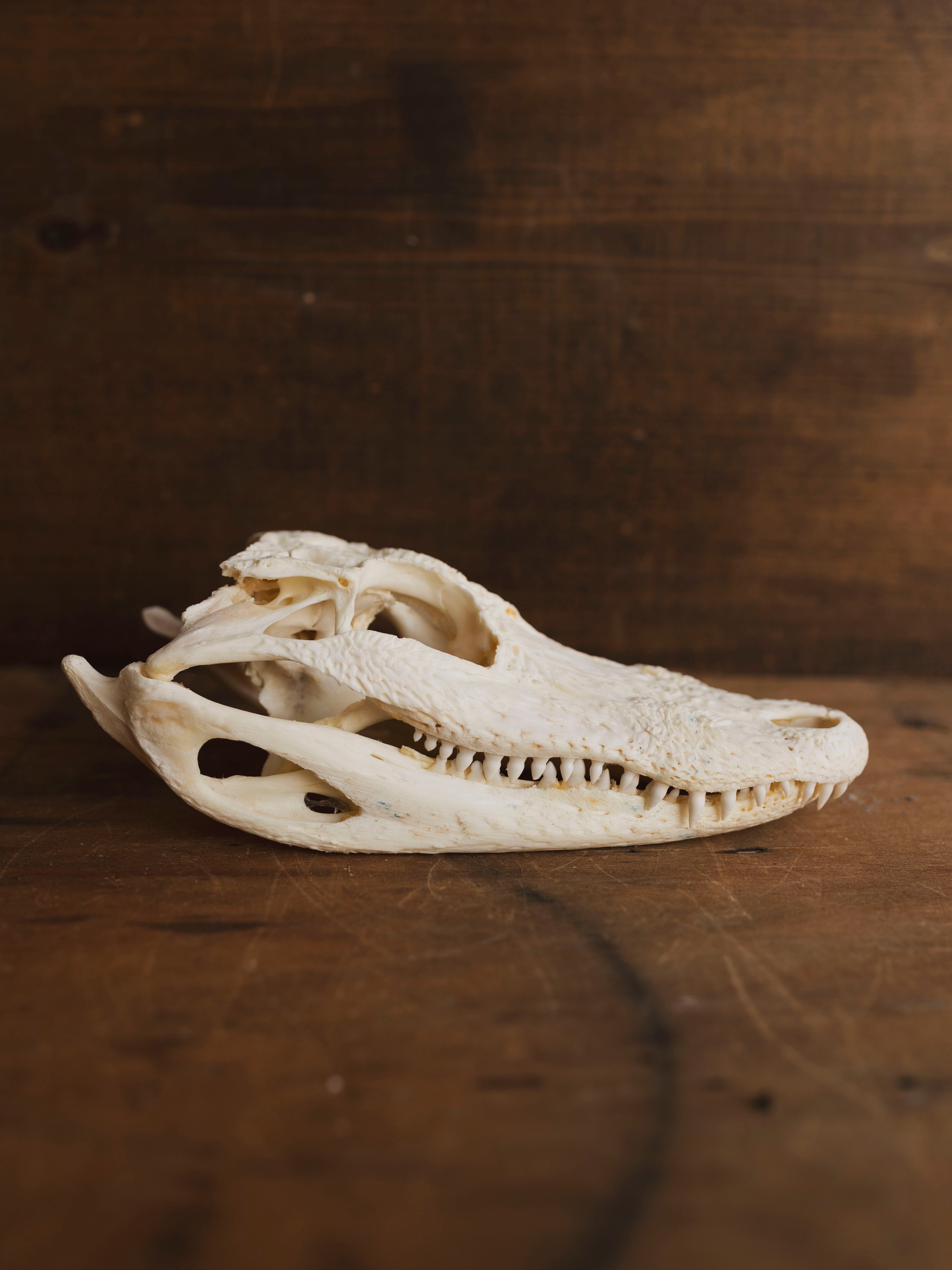 American Alligator Skull, SB990