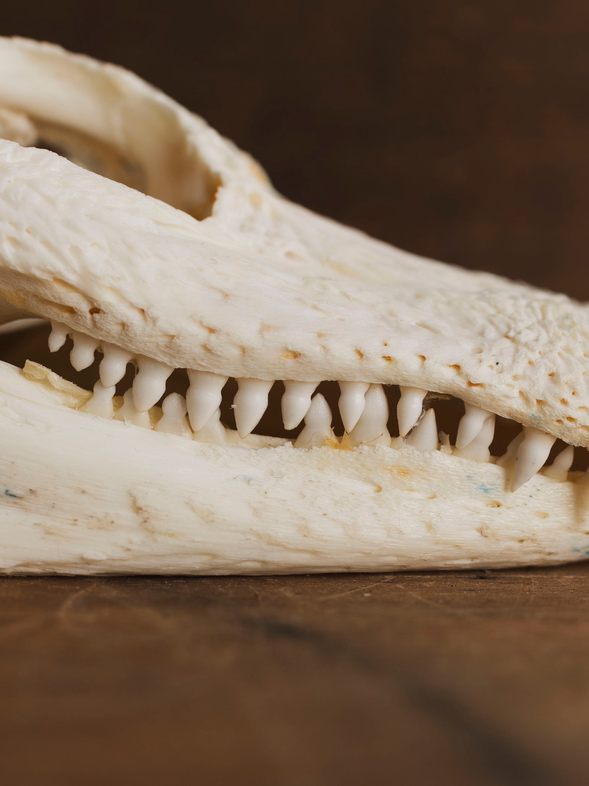 American Alligator Skull, SB990