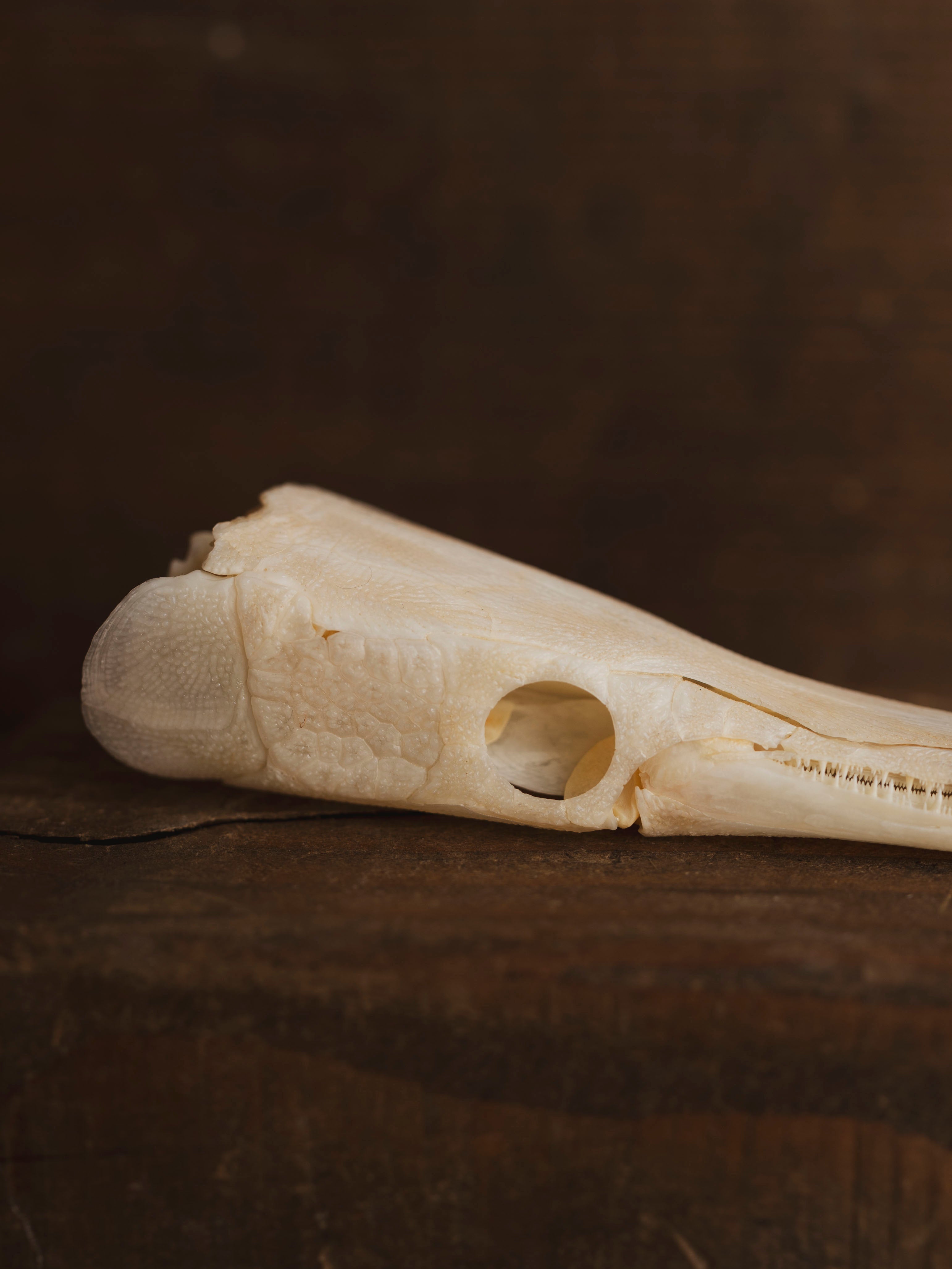 5-5.5" Spotted Gar Skull, SB1100