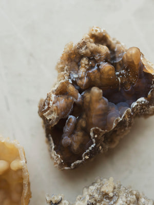Agatized Coral, RM1911