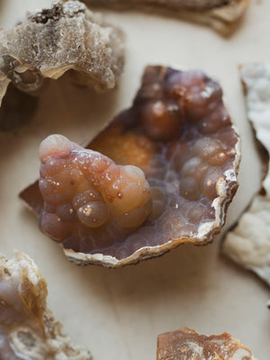 Agatized Coral, RM1911