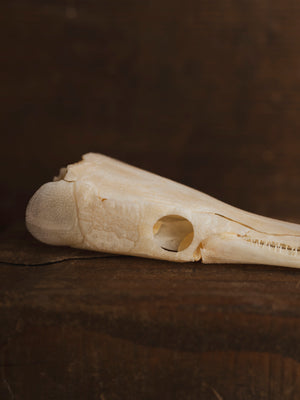 5-5.5" Spotted Gar Skull, SB1100