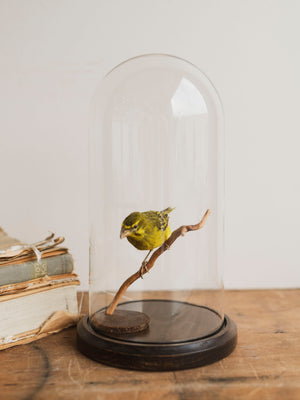 Full Body Sulfur Canary Taxidermy (Carl), TA182