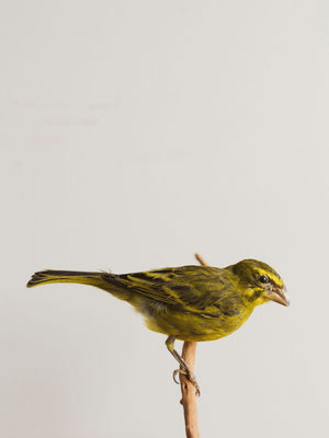 Full Body Sulfur Canary Taxidermy (Carl), TA182