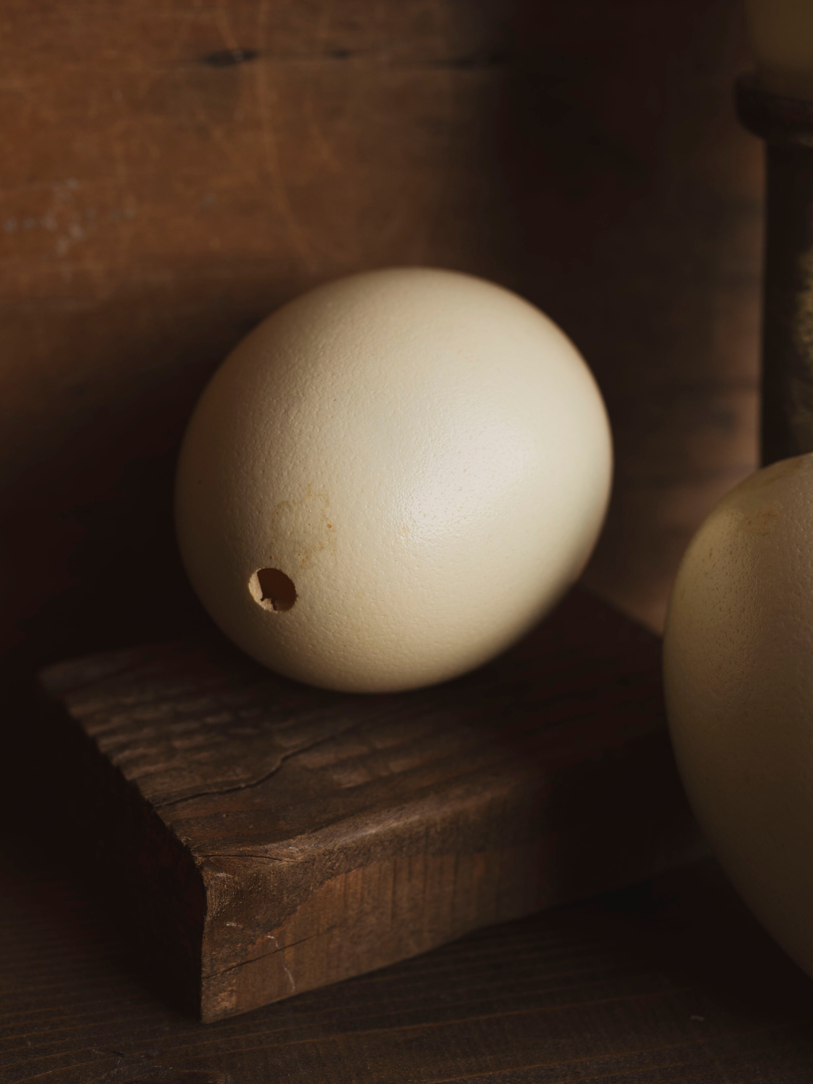5.25-5.5" Emu Egg, PS408