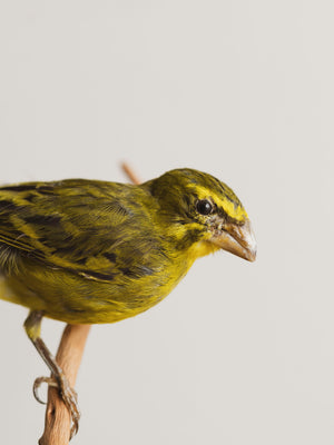 Full Body Sulfur Canary Taxidermy (Carl), TA182