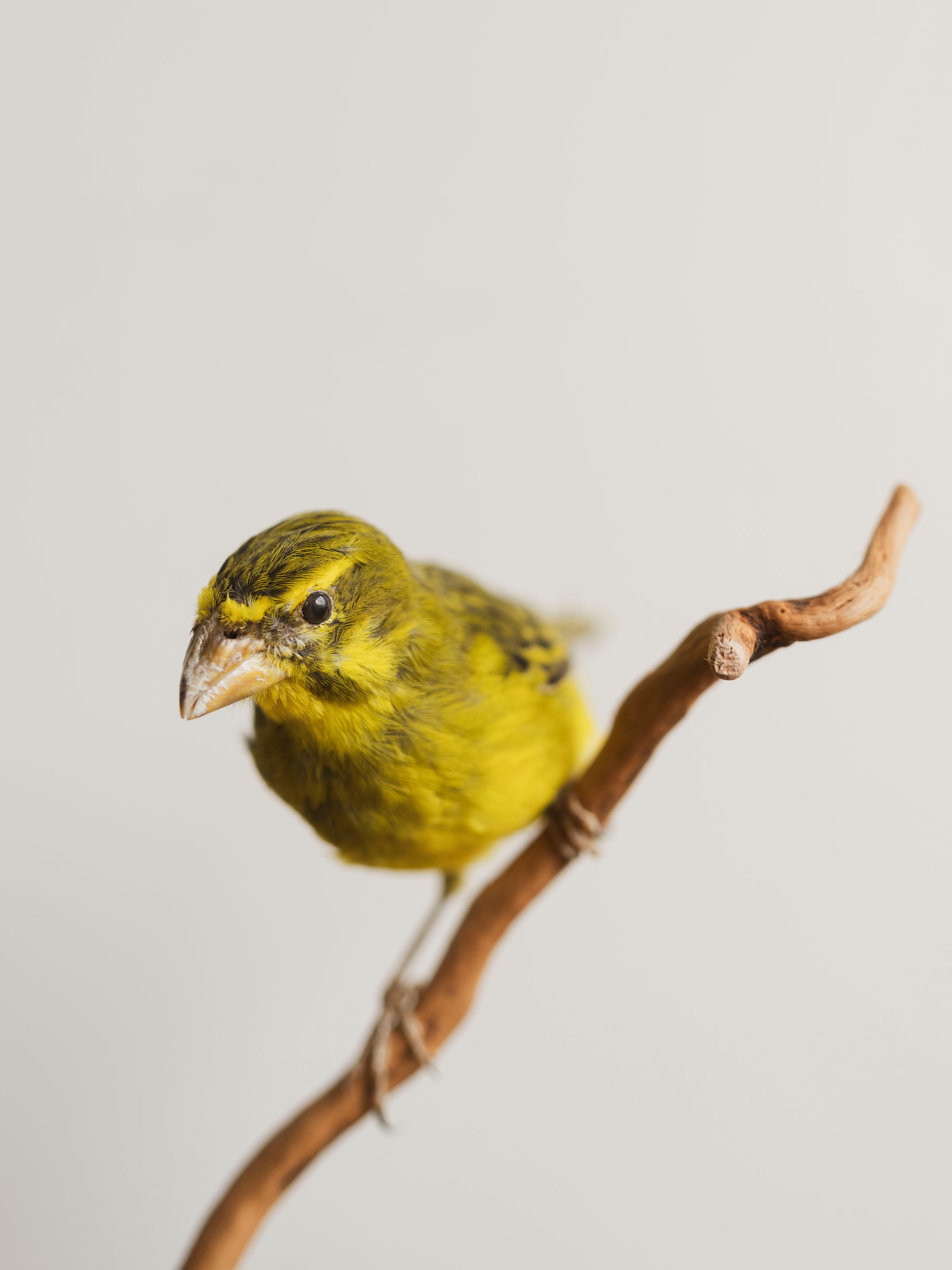 Full Body Sulfur Canary Taxidermy (Carl), TA182