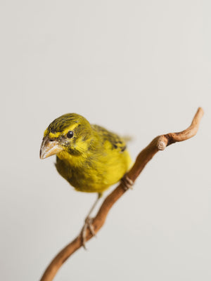 Full Body Sulfur Canary Taxidermy (Carl), TA182