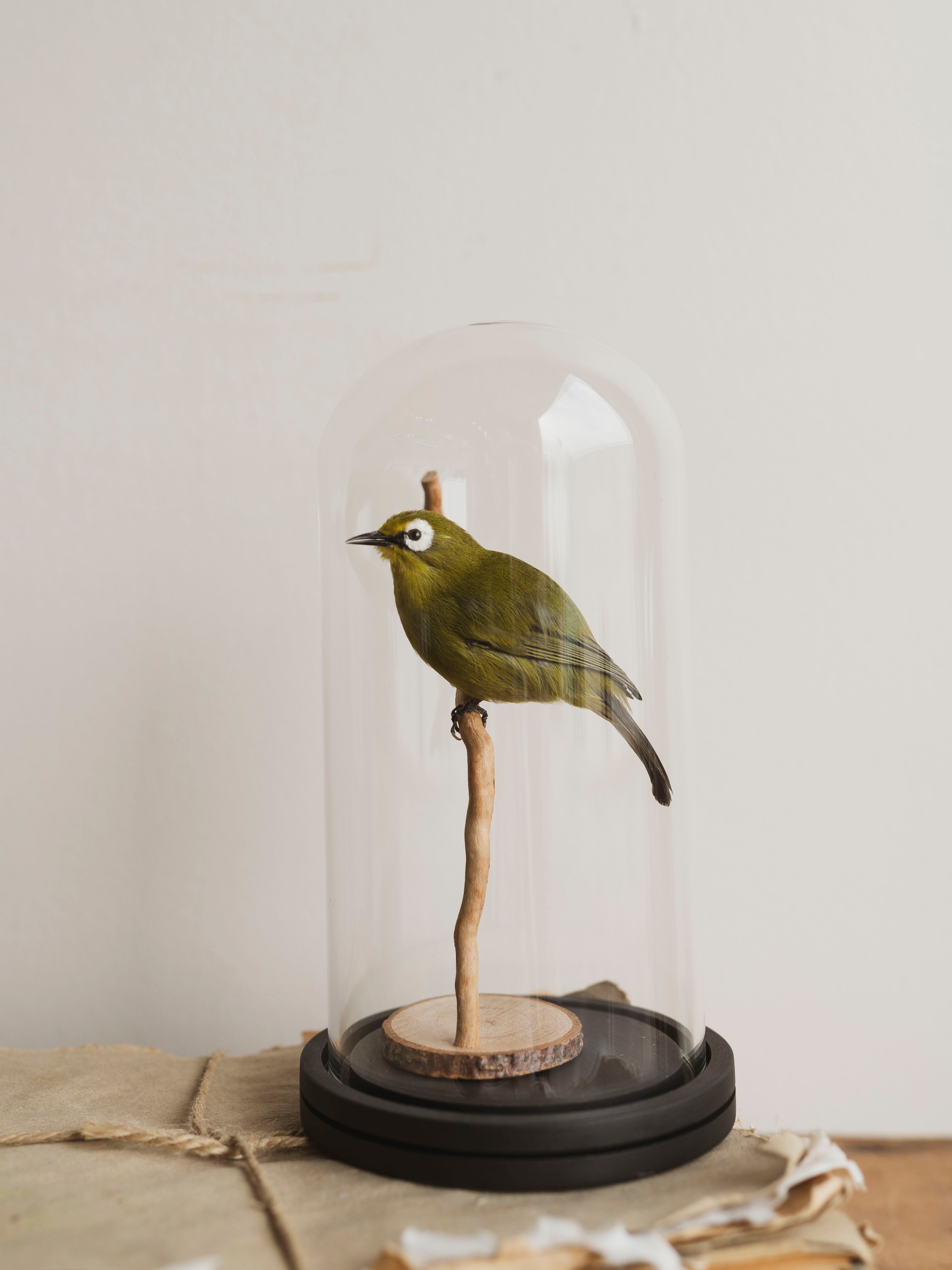 Full Body Kikuyu White-eye Taxidermy (Kiki), TA130