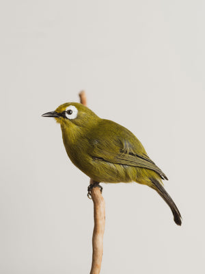 Full Body Kikuyu White-eye Taxidermy (Kiki), TA130