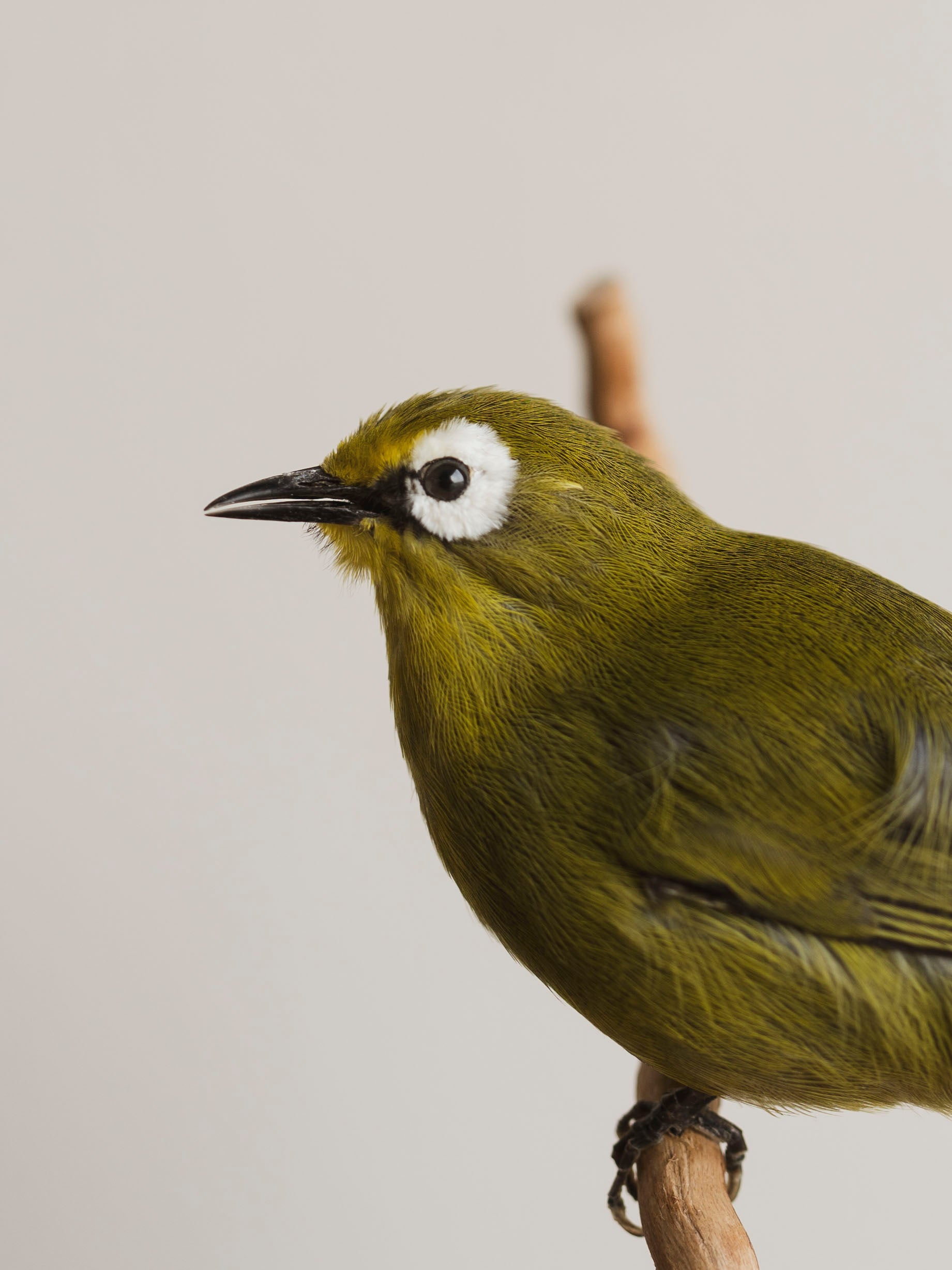 Full Body Kikuyu White-eye Taxidermy (Kiki), TA130