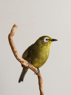 Full Body Kikuyu White-eye Taxidermy (Kiki), TA130