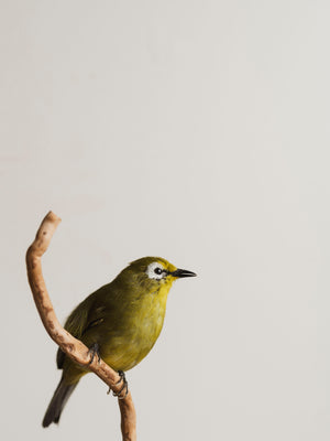 Full Body Kikuyu White-eye Taxidermy (Kiki), TA130