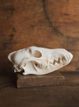 Coyote Skull, SB666