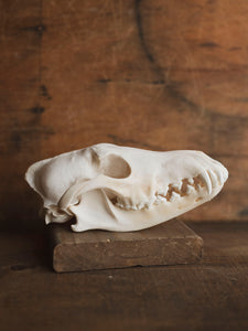 Coyote Skull, SB666