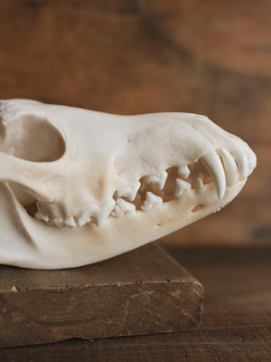 Coyote Skull, SB666