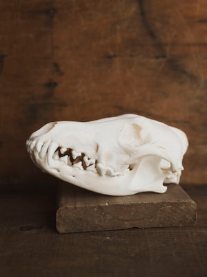 Coyote Skull, SB666
