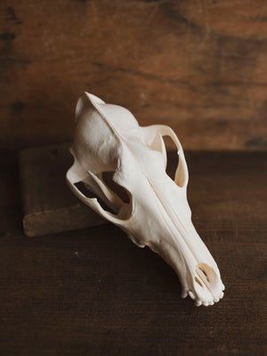 Coyote Skull, SB666