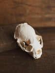 River Otter Skull, SB1002