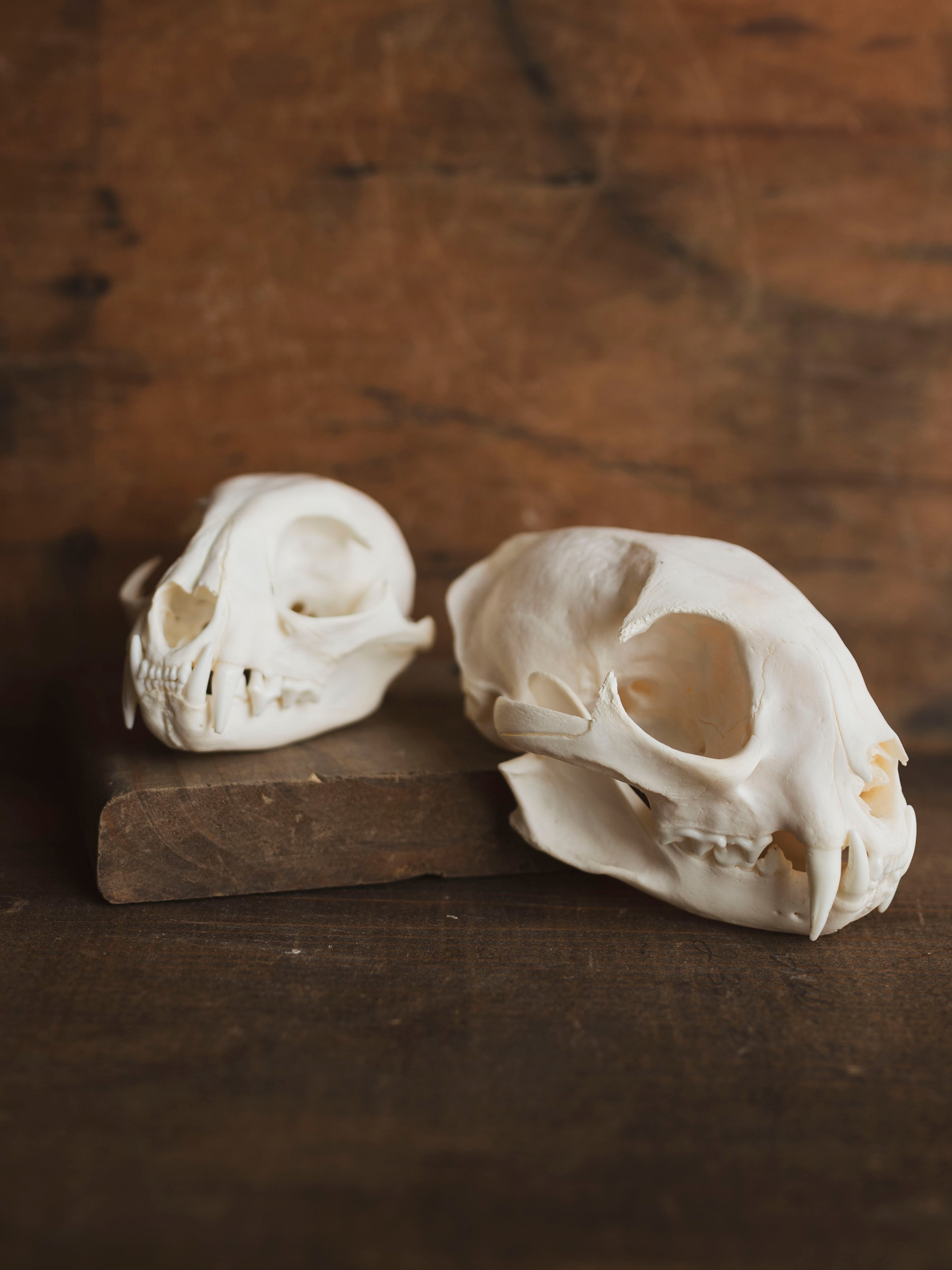 Bobcat Skull, SB153