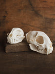 Bobcat Skull, SB153