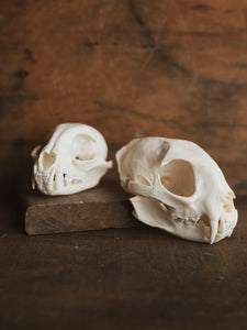 Bobcat Skull, SB153