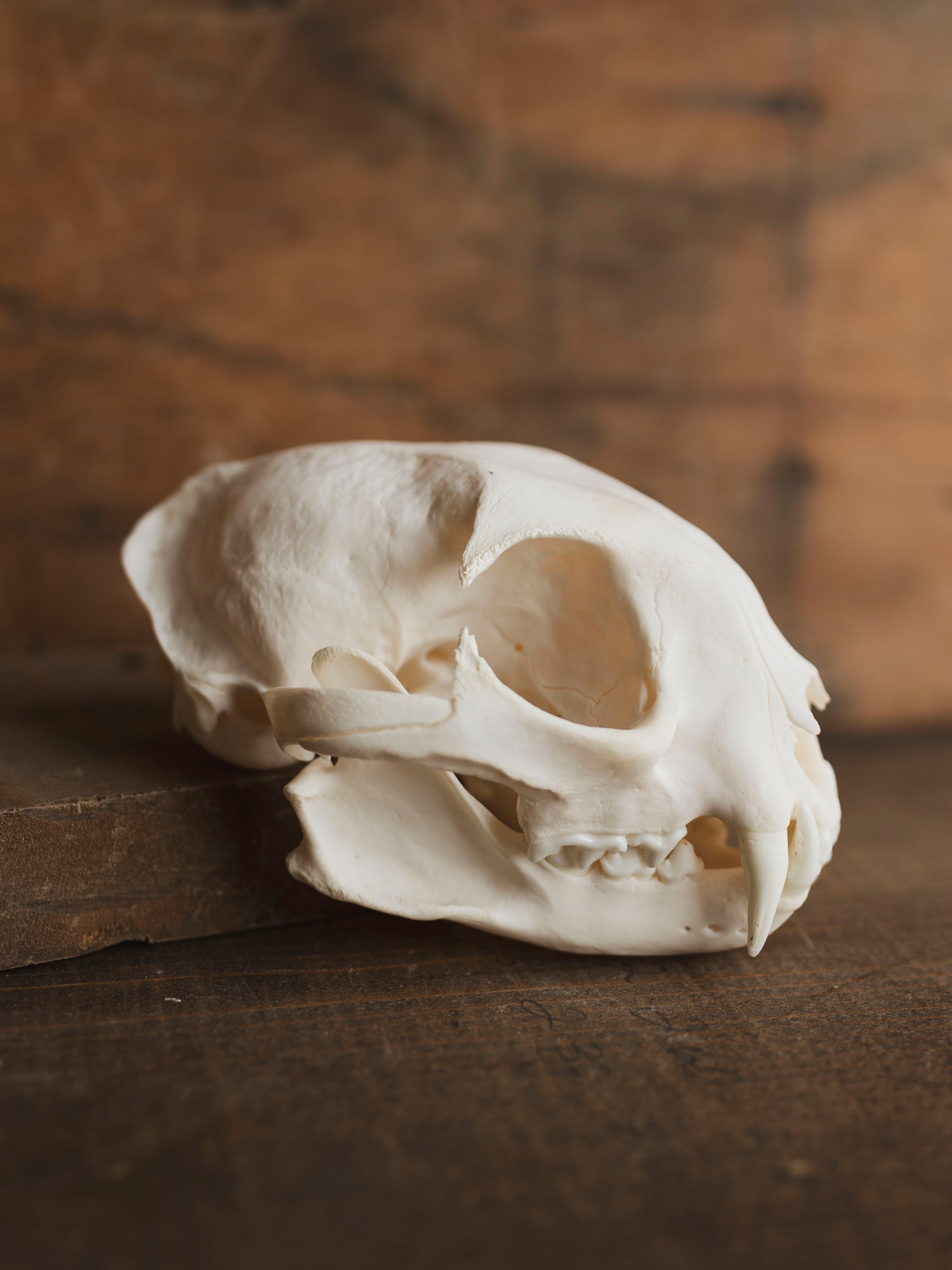 Bobcat Skull, SB153