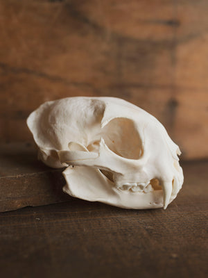 Bobcat Skull, SB153