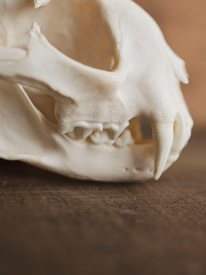 Bobcat Skull, SB153
