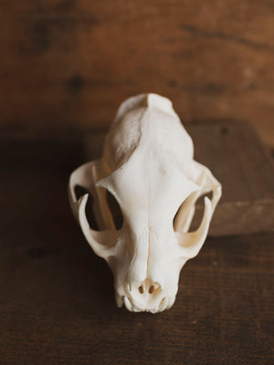 Bobcat Skull, SB153