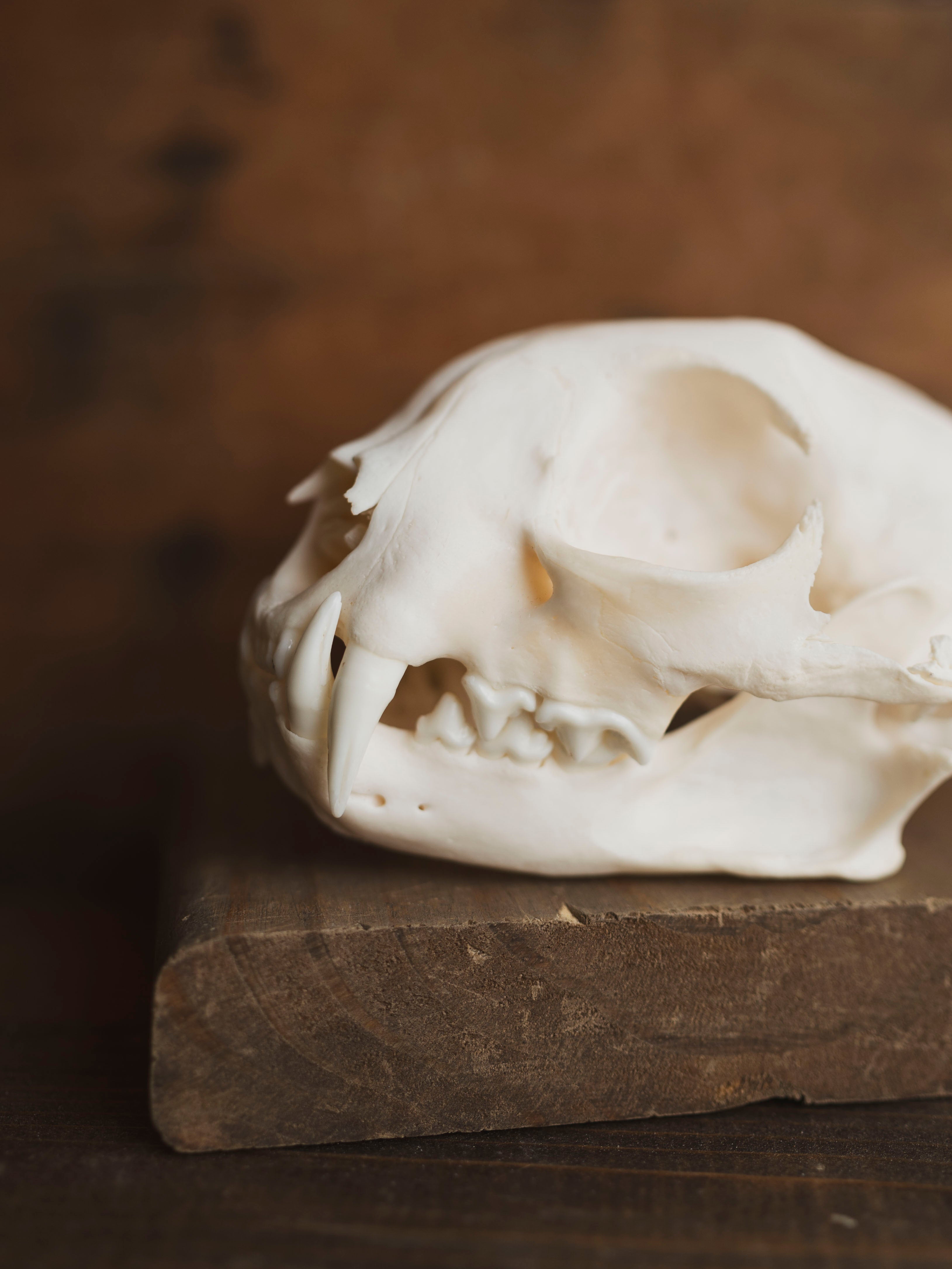Bobcat Skull, SB153