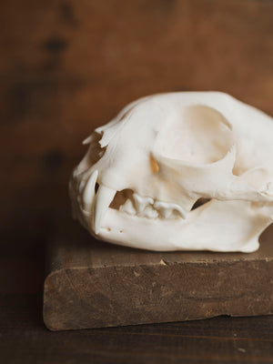 Bobcat Skull, SB153